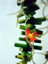 flowerdome08s.jpg (8519 �o�C�g)