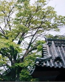 kasadera04s.jpg (24957 �o�C�g)