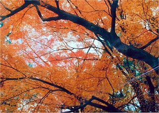 jou04m.jpg (39447 �o�C�g)