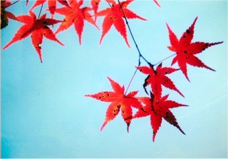 oya01m.jpg (16950 �o�C�g)