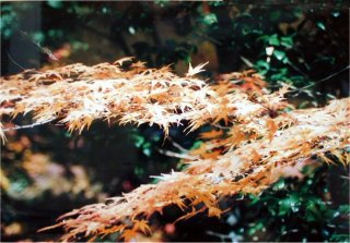 oya02m.jpg (25723 �o�C�g)