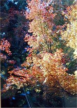 oya03s.jpg (19727 �o�C�g)