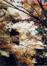 oya04s.jpg (18636 �o�C�g)