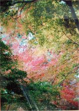 oya06s.jpg (16748 �o�C�g)