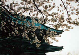 nittaiji04m.jpg (43669 �o�C�g)