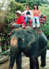 thai557s.JPG (28779 �o�C�g)