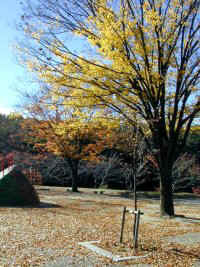 chayagasaka03.jpg (26574 �o�C�g)