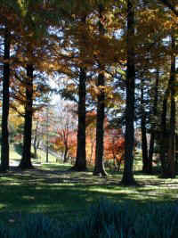 chayagasaka04.jpg (23423 �o�C�g)