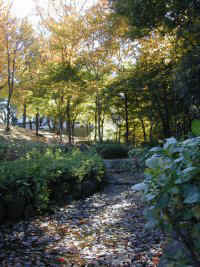 chayagasaka05.jpg (23915 �o�C�g)