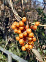 hekuso184.JPG (12966 �o�C�g)