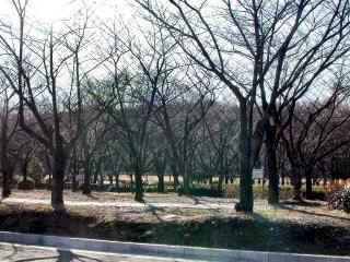 sakura138.JPG (35404 �o�C�g)