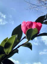 sazanka185.JPG (8783 �o�C�g)