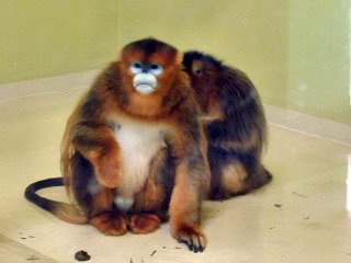 kinshikou19a.JPG (15212 �o�C�g)