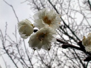 kobuku67s.JPG (20121 �o�C�g)