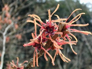 mansaku122a.JPG (24600 �o�C�g)