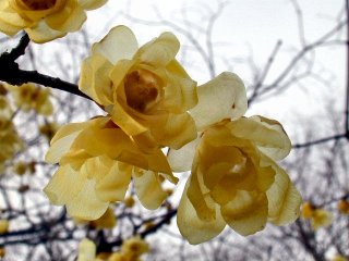 roubai43a.JPG (20794 �o�C�g)