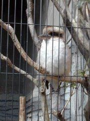 waraika.JPG (14838 �o�C�g)