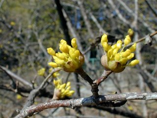 sanshuyu04a.JPG (23064 �o�C�g)