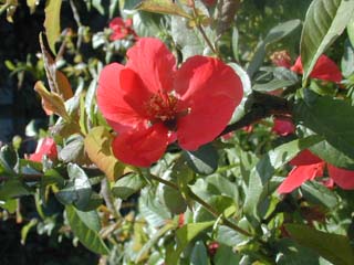 boke62m.jpg (29047 �o�C�g)