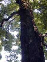 tokugawaen064.jpg (12702 �o�C�g)