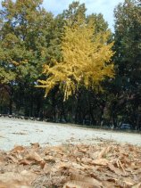 meijou226.jpg (14317 �o�C�g)