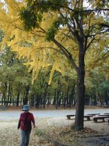 meijou228.jpg (15020 �o�C�g)