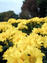 meijou237.jpg (11454 �o�C�g)