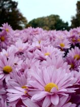 meijou238.jpg (11321 �o�C�g)