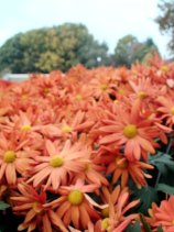 meijou239.jpg (11703 �o�C�g)