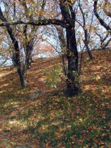 jaike127.jpg (16705 �o�C�g)