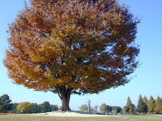 shonairyokuchi021.jpg (30468 �o�C�g)