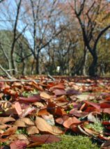 shonairyokuchi030.jpg (13841 �o�C�g)