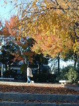 kamiyashiro201.jpg (15080 �o�C�g)