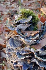 kiniko006.jpg (17397 �o�C�g)