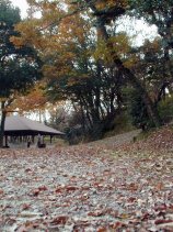 shinrin032.jpg (15900 �o�C�g)