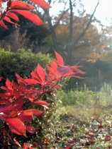 shinrin062.jpg (13347 �o�C�g)