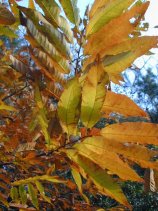 shinrin087.jpg (14636 �o�C�g)