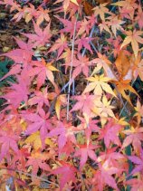 shinrin089.jpg (16656 �o�C�g)