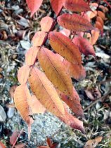 shinrin145.jpg (15778 �o�C�g)