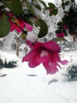 oyuki055.jpg (10079 �o�C�g)