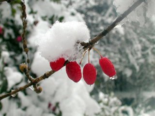 oyuki061.jpg (17976 �o�C�g)