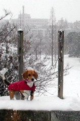 oyuki097.jpg (14678 �o�C�g)