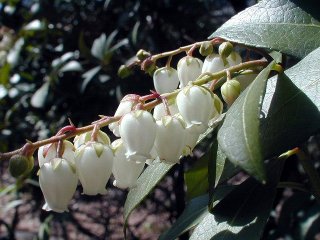 ashibi48m.JPG (23801 �o�C�g)