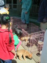 doubutsu31.jpg (12351 �o�C�g)