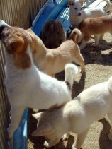 doubutsu33.jpg (10754 �o�C�g)