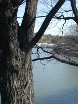 nekogahora43.jpg (12226 �o�C�g)