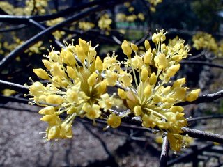 sanshuyu14.jpg (29311 �o�C�g)