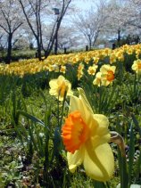 Dscn012s.jpg (15687 �o�C�g)