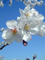 Dscn018s.jpg (8039 �o�C�g)