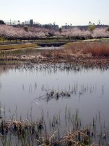 Dscn027s.jpg (9611 �o�C�g)